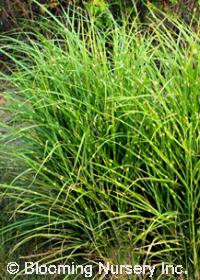 Miscanthus sinensis 'Kirk Alexander'